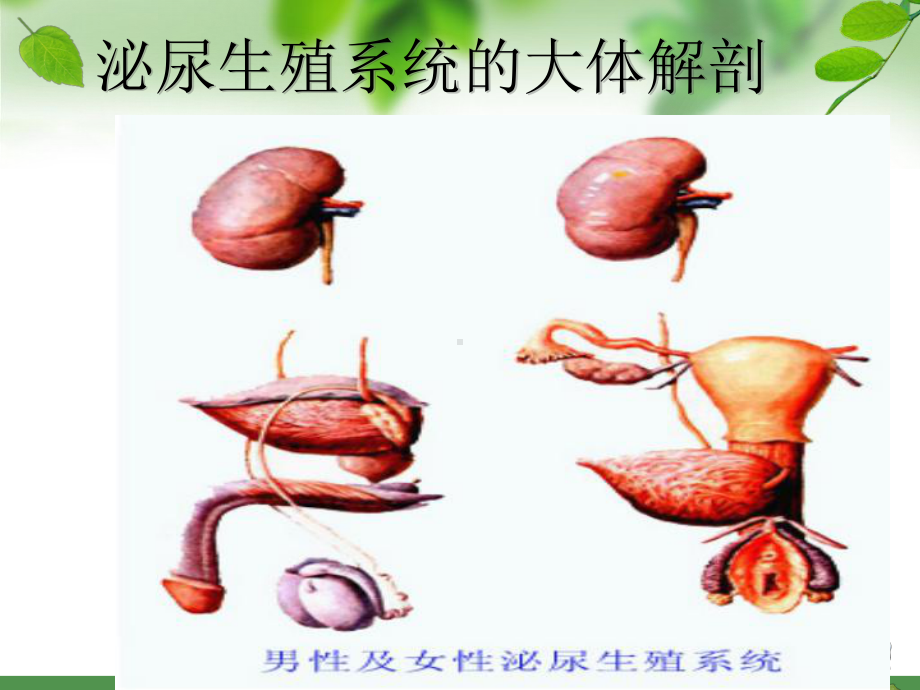 泌尿科手术病人护理汇编课件.pptx_第3页