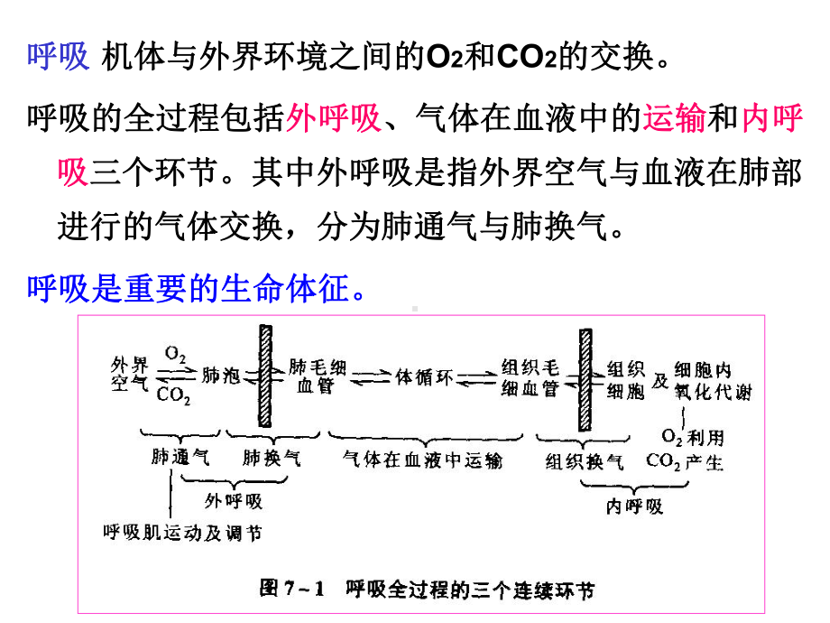 生理学-第七章-呼吸-课件.ppt_第2页