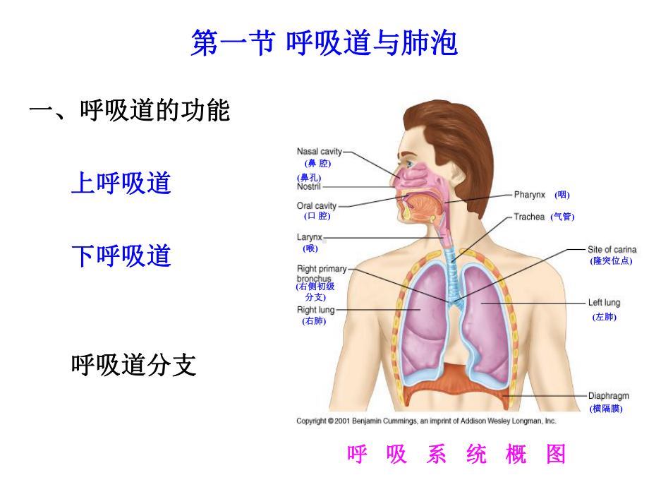 生理学-第七章-呼吸-课件.ppt_第3页