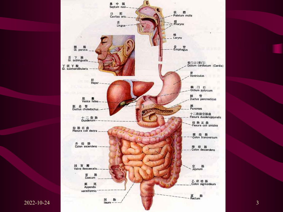 消化系统主题讲座课件.ppt_第3页