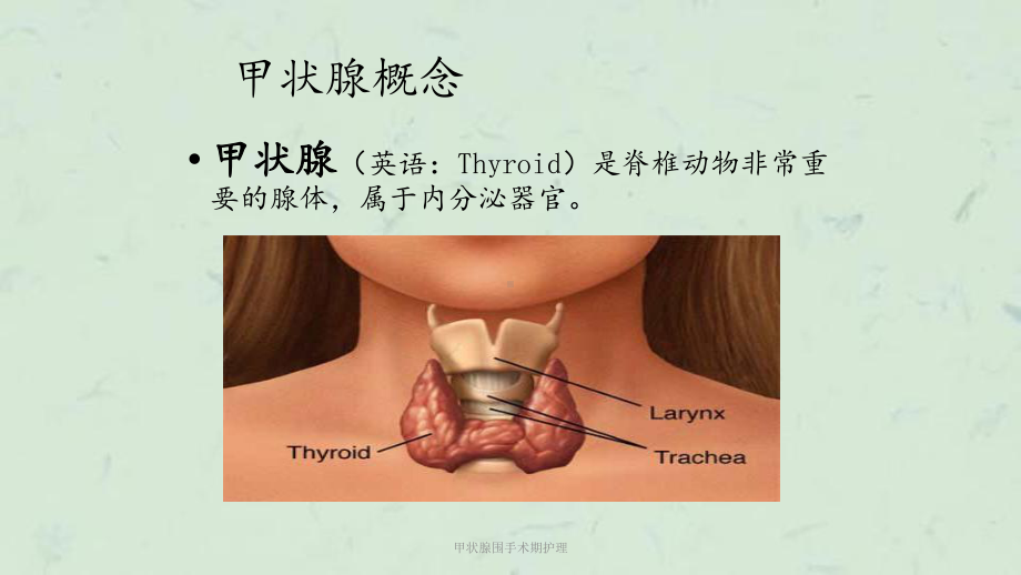 甲状腺围手术期护理课件.ppt_第1页