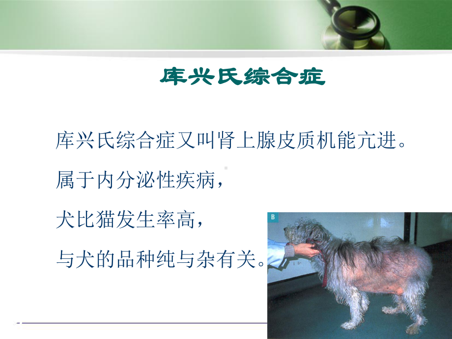 犬猫激素类皮肤病课件.pptx_第3页