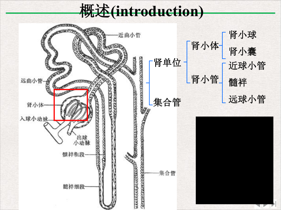 泌尿系统病理生理学课件完整版.pptx_第3页