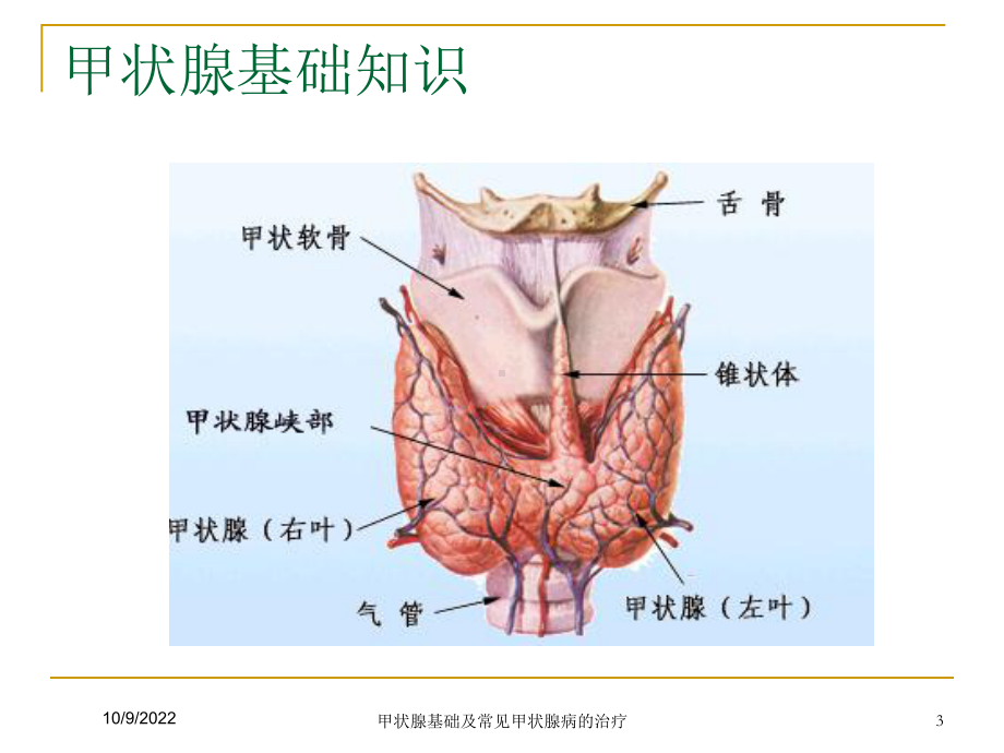 甲状腺基础及常见甲状腺病的治疗培训课件.ppt_第3页