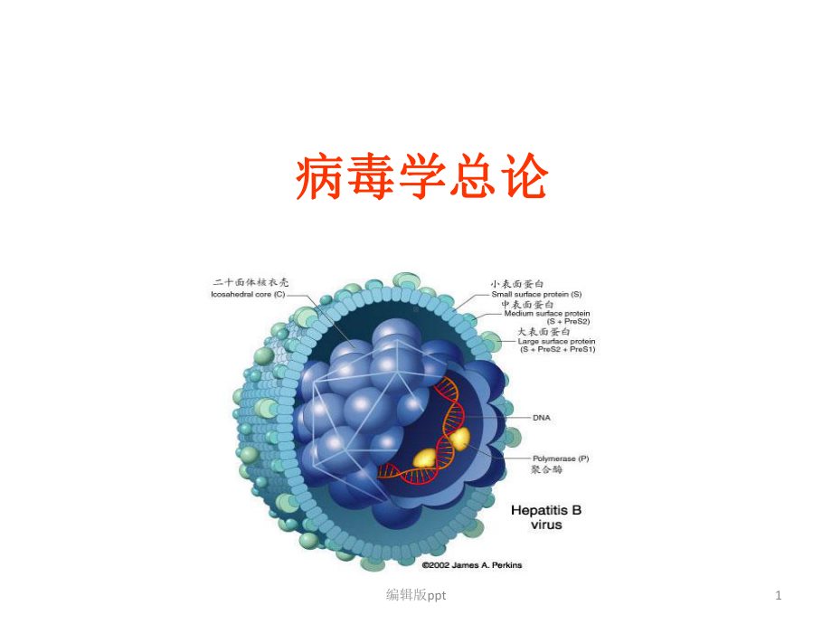 病毒学概论医学课件.ppt_第1页