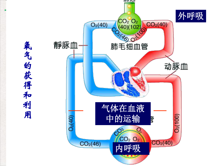 病理生理学篇缺氧课件.pptx_第2页