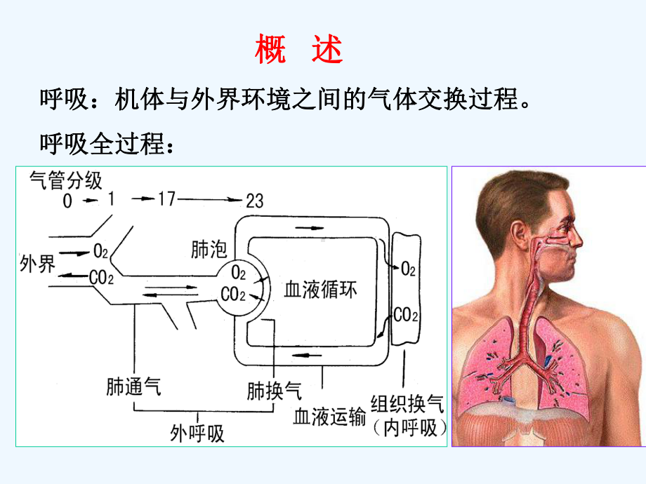 生理学课件呼吸-2.ppt_第2页