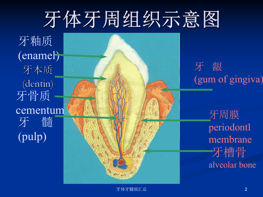 牙体牙髓病汇总培训课件.ppt_第2页