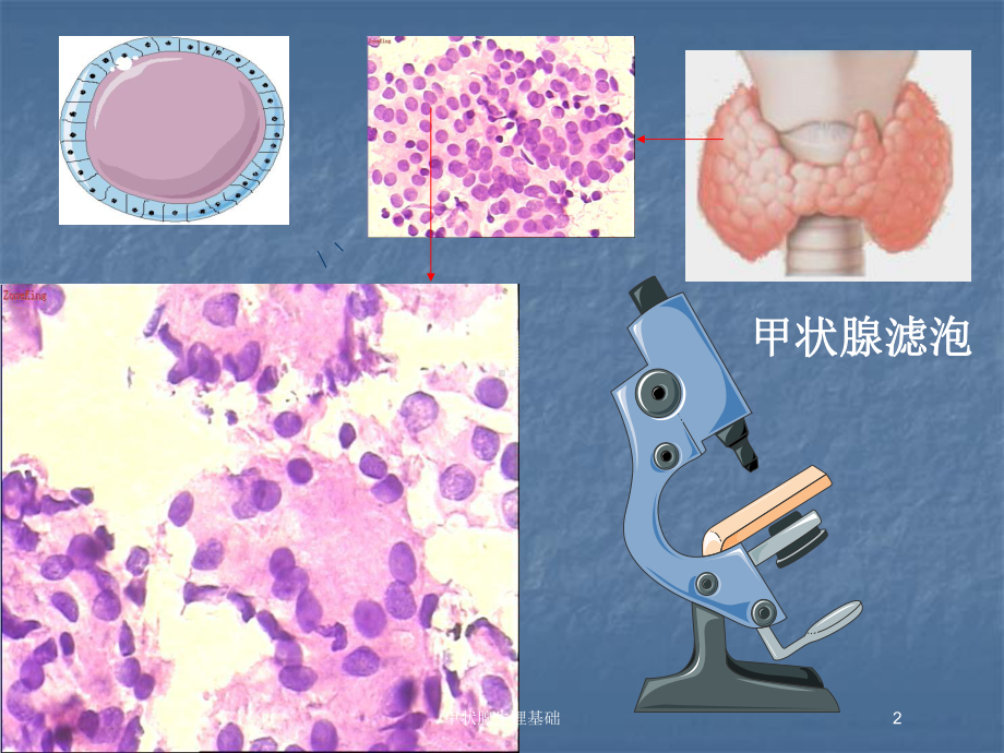 甲状腺生理基础培训课件.ppt_第2页