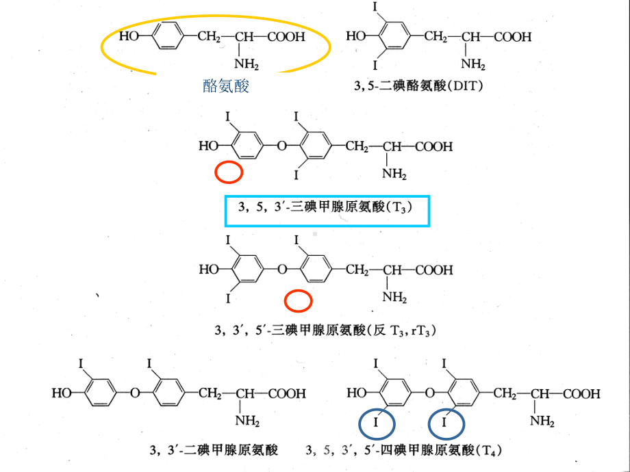 甲状腺生理基础培训课件.ppt_第3页