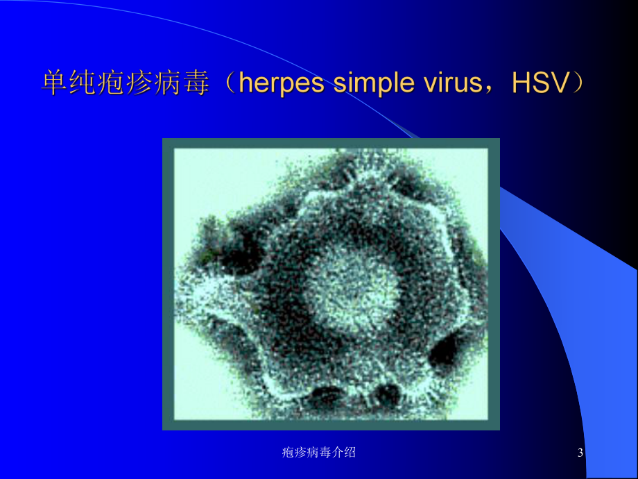 疱疹病毒介绍培训课件.ppt_第3页