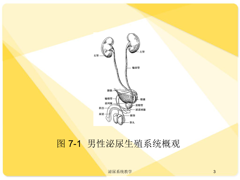 泌尿系统教学培训课件.ppt_第3页