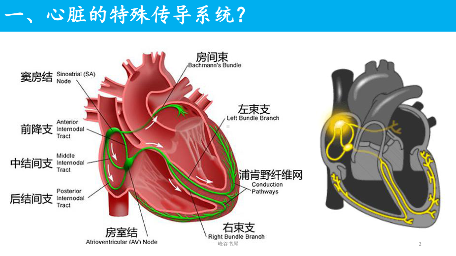 正常心电图解读[研究材料]课件.ppt_第2页