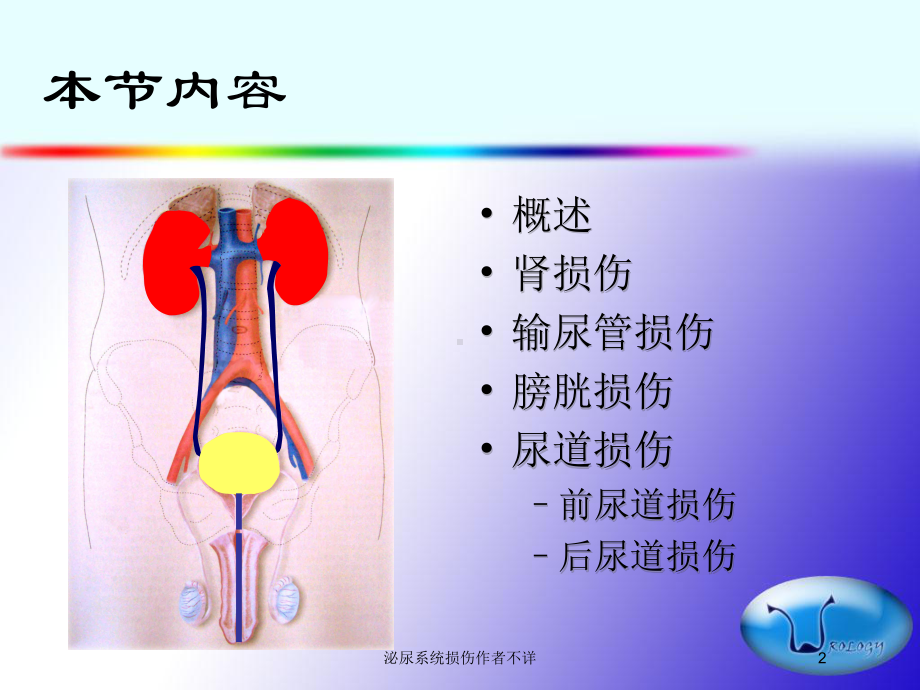 泌尿系统损伤作者不详培训课件.ppt_第2页