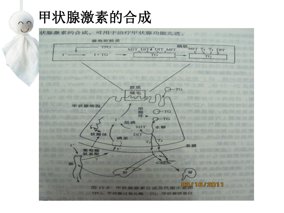 甲状腺检查与甲状腺疾病课件.pptx_第3页