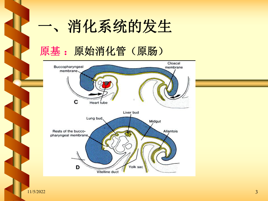 消化呼吸系统的发生培训课件.ppt_第3页