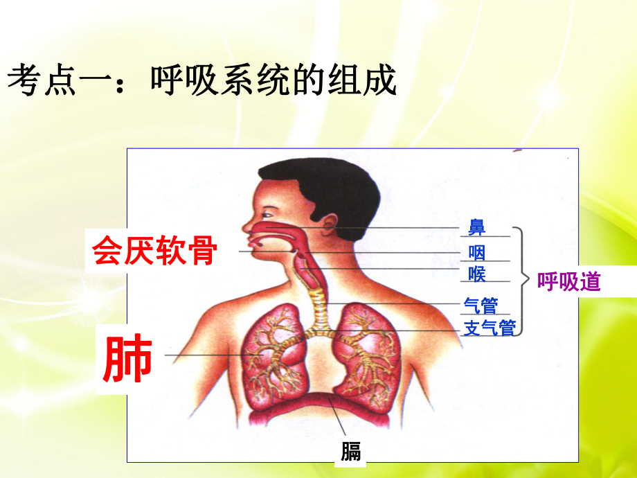 生物中考复习专题六呼吸系统和循环系统-课件.ppt_第3页