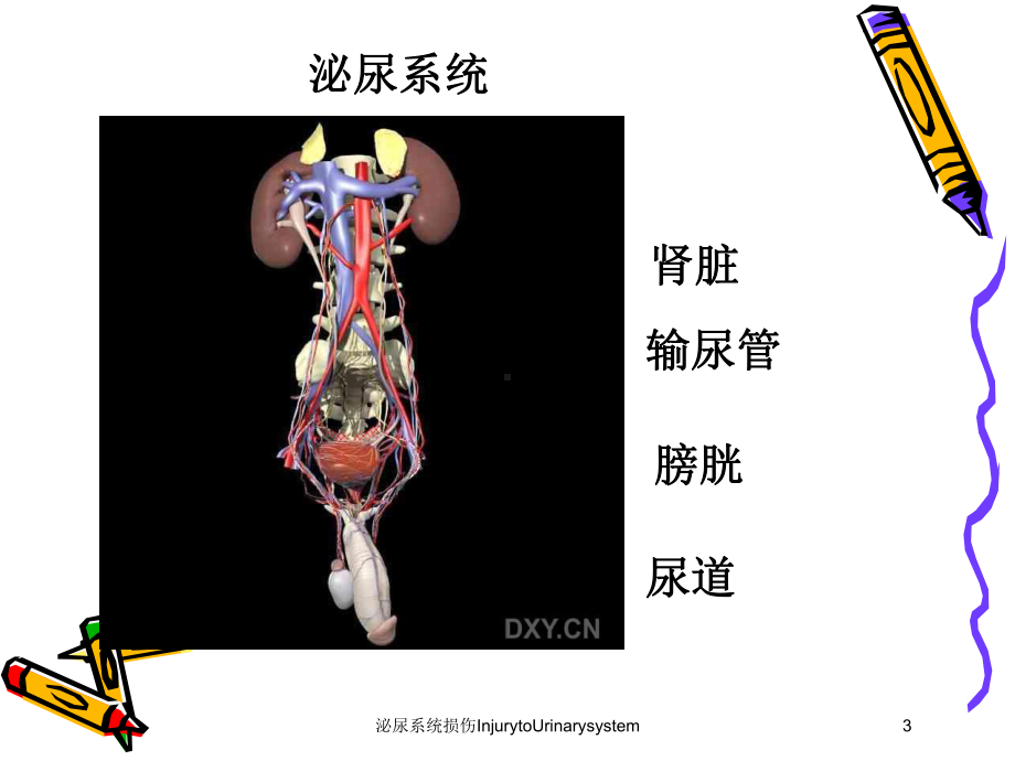 泌尿系统损伤InjurytoUrinarysystem培训课件.ppt_第3页