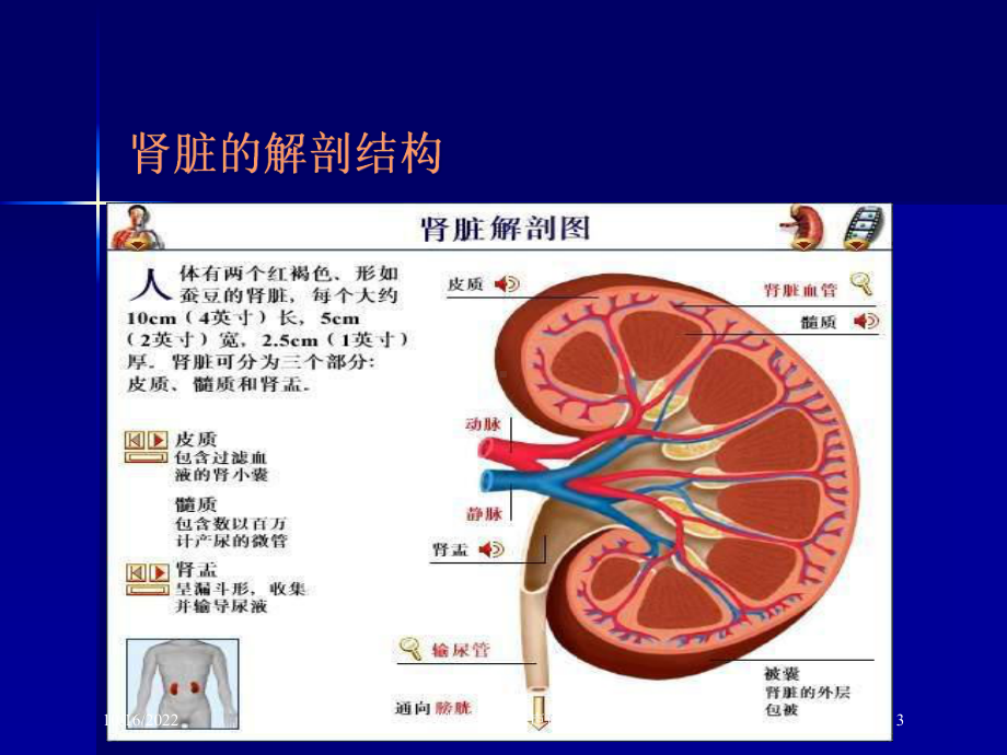 泌尿系疾病超声诊疗培训课件.ppt_第3页