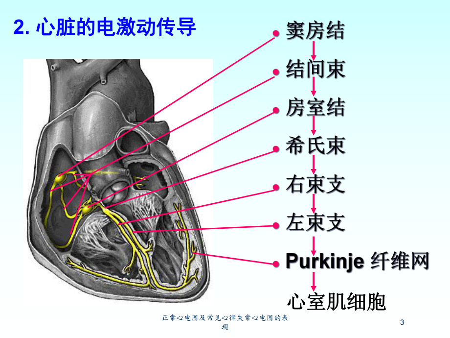 正常心电图及常见心律失常心电图的表现培训课件.ppt_第3页