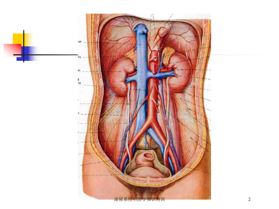 泌尿系结石医学知识培训培训课件.ppt_第2页