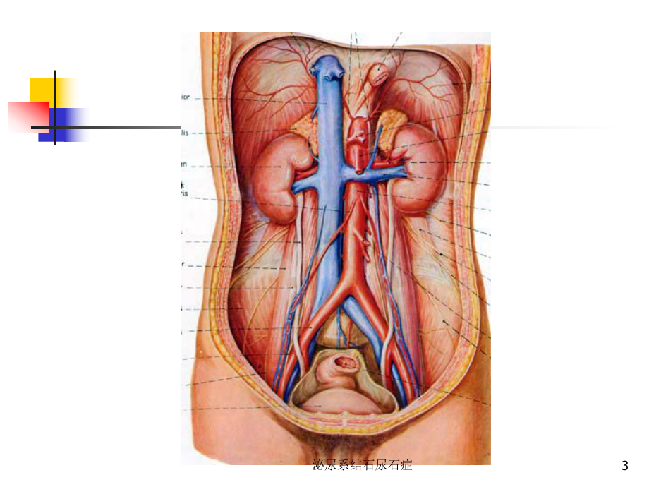 泌尿系结石尿石症培训课件.ppt_第3页