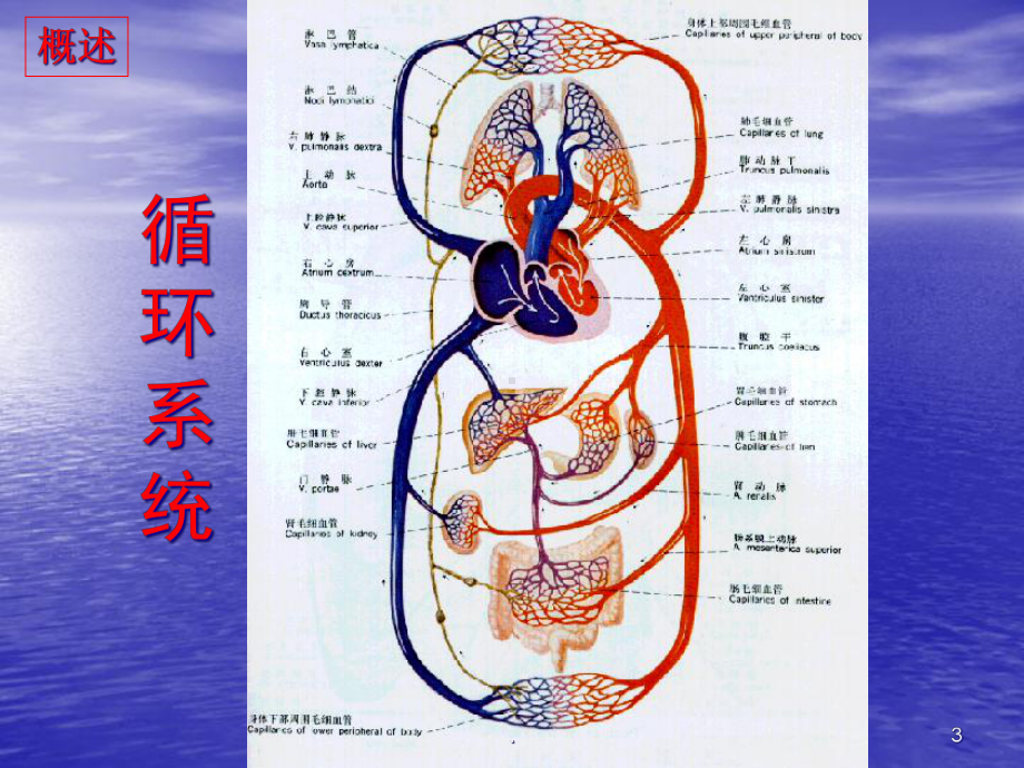 病理生理心力衰竭教学课件.ppt_第3页