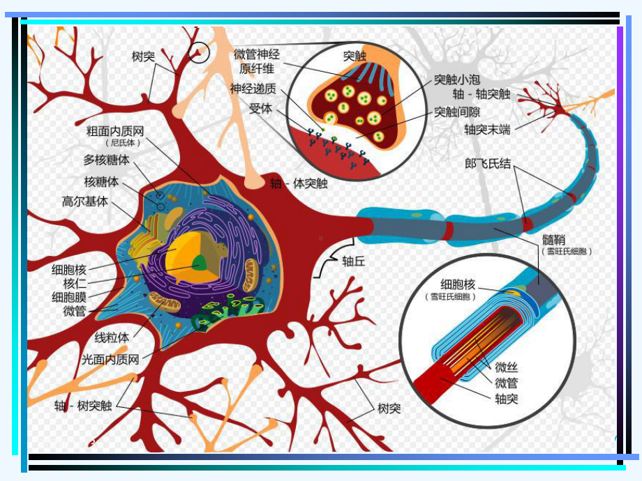 生理学神经系统次课课件.ppt_第3页