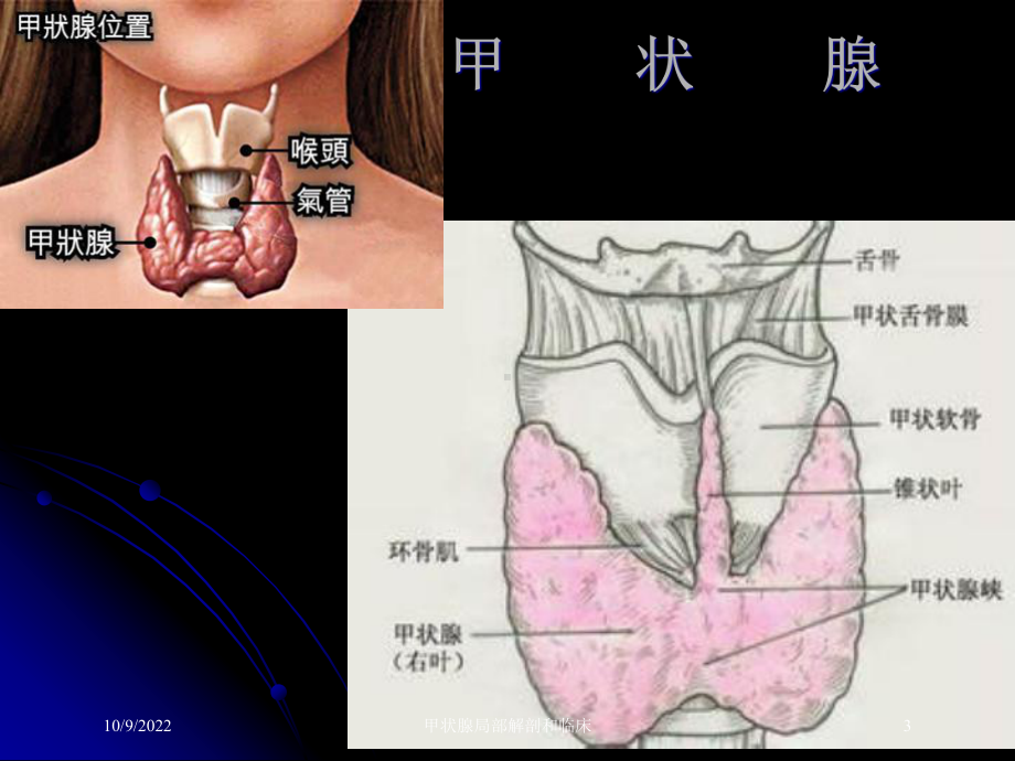 甲状腺局部解剖和临床培训课件.ppt_第3页