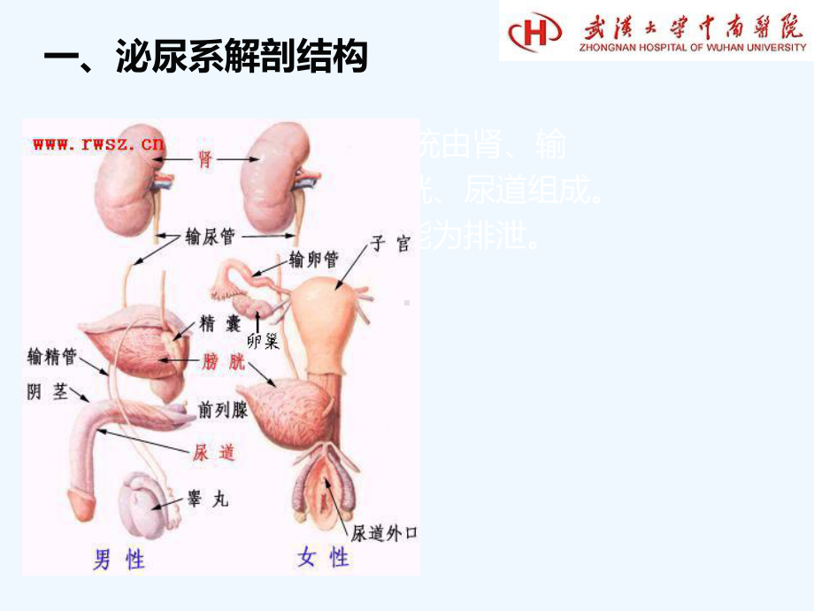 泌尿系结石病人出院指导及饮食生活调控课件.ppt_第3页