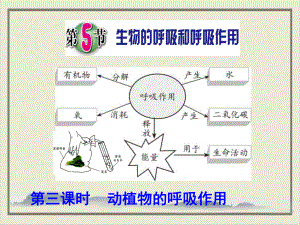 生物的呼吸和呼吸作用浙教版八级科学下册2课件.pptx