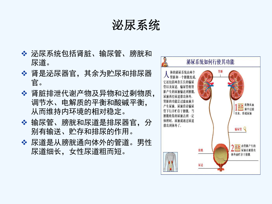 泌尿系统感染的微生物学检验课件.ppt_第2页