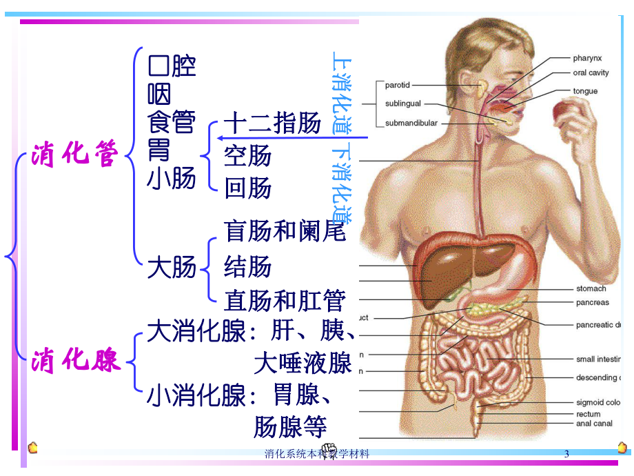 消化系统本科教学材料培训课件.ppt_第3页