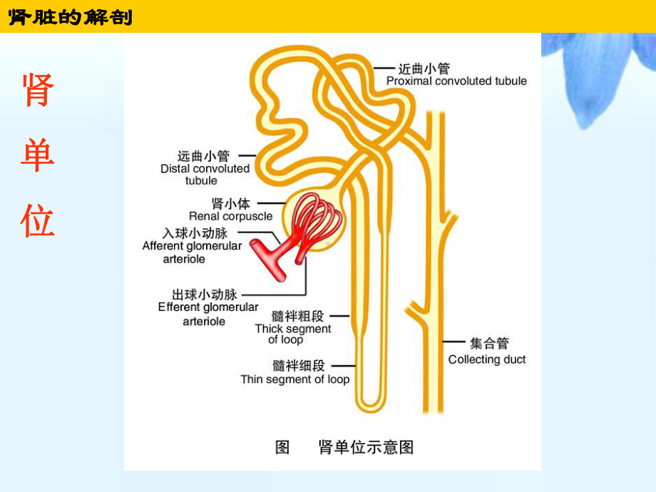 泌尿系统护士执照肾内优质版课件.pptx_第3页