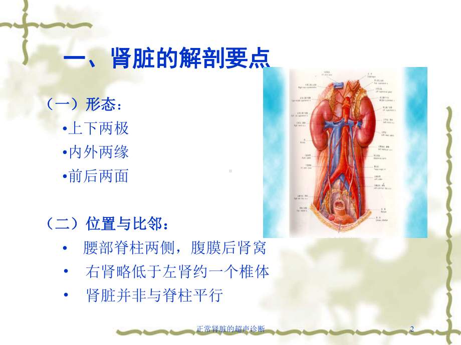 正常肾脏的超声诊断培训课件.ppt_第2页