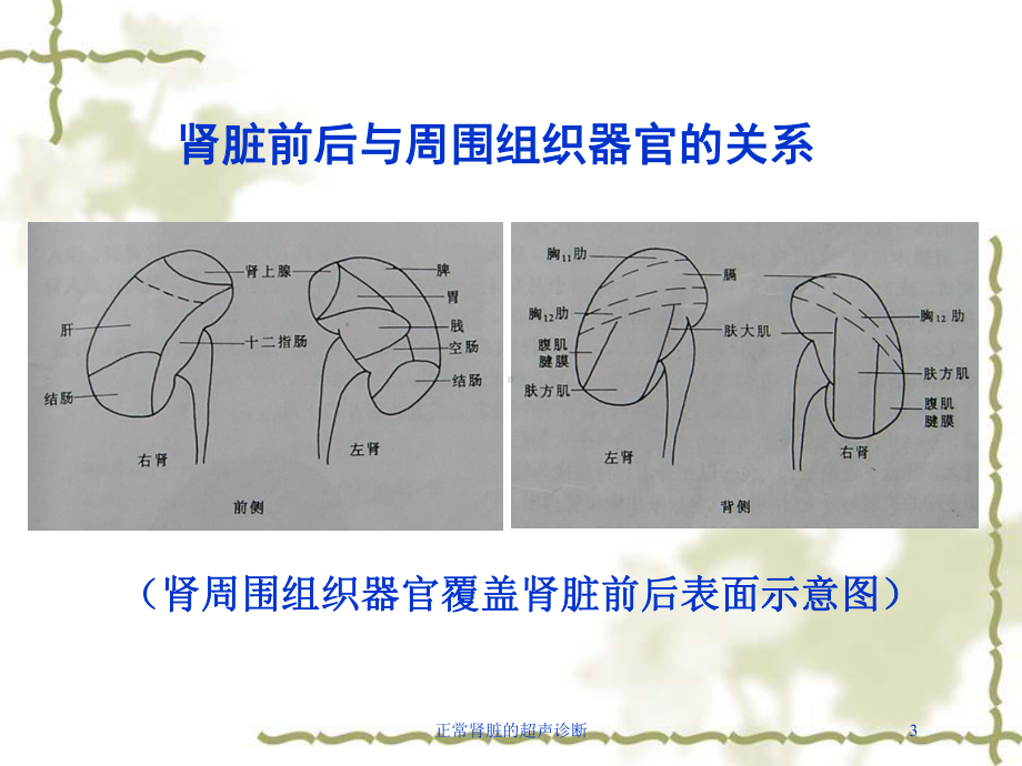 正常肾脏的超声诊断培训课件.ppt_第3页