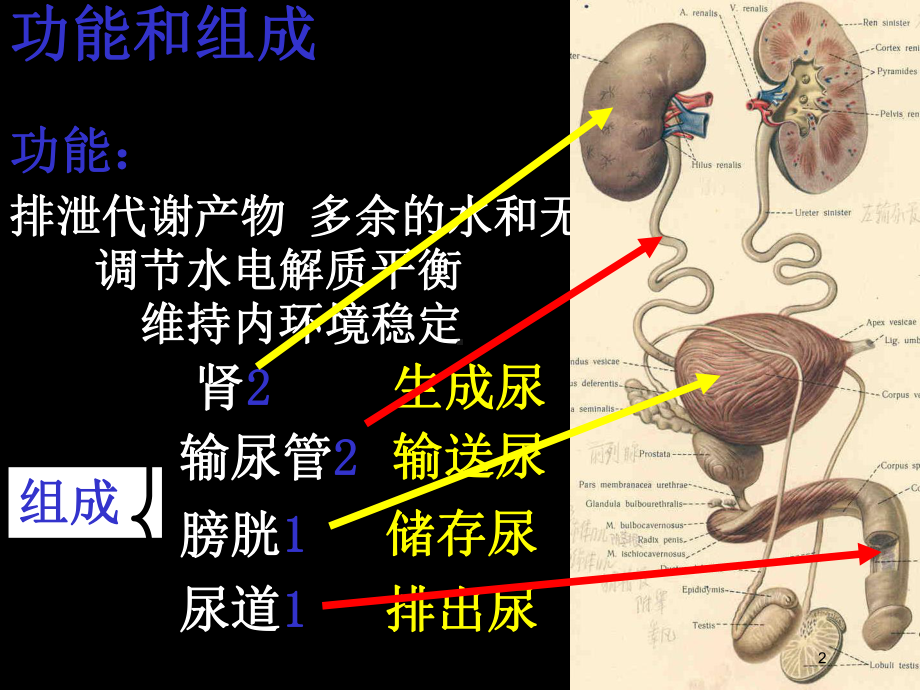 泌尿系统汇总培训课件.ppt_第2页