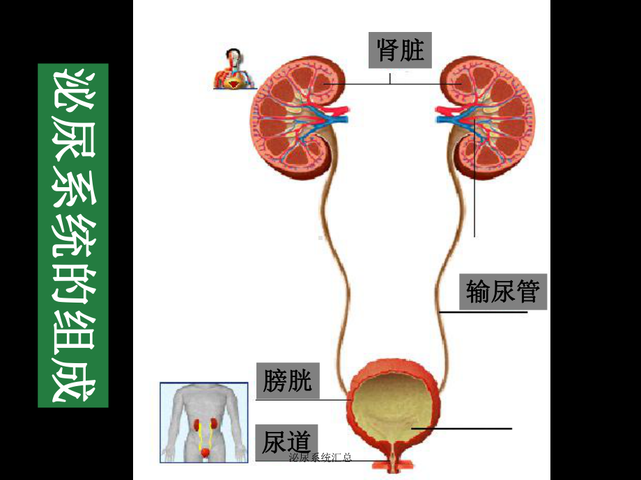 泌尿系统汇总培训课件.ppt_第3页