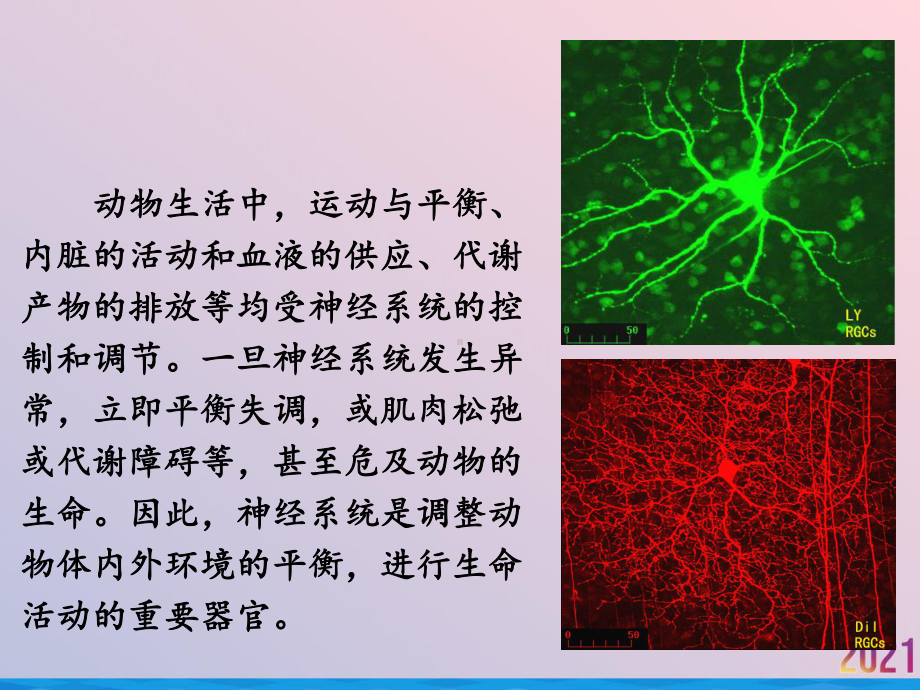 畜禽解剖学神经系统课件.ppt_第2页