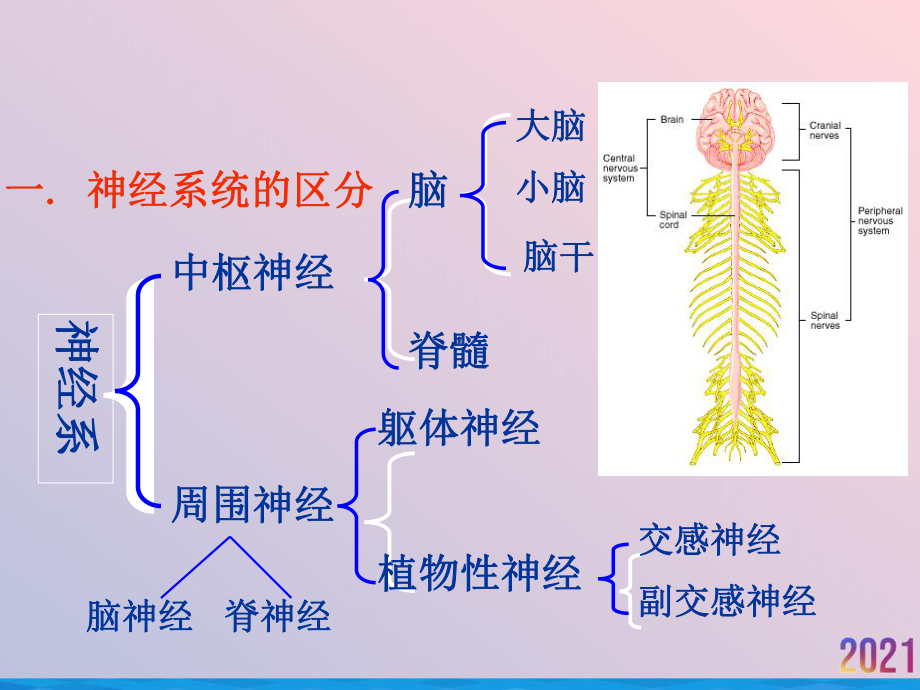 畜禽解剖学神经系统课件.ppt_第3页