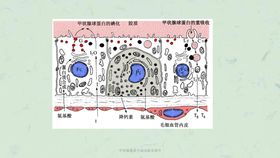 甲状腺激素合成功能及调节课件.ppt_第1页