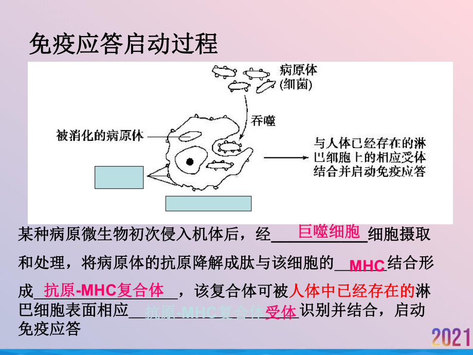 特异性反应免疫应答课件.ppt_第2页