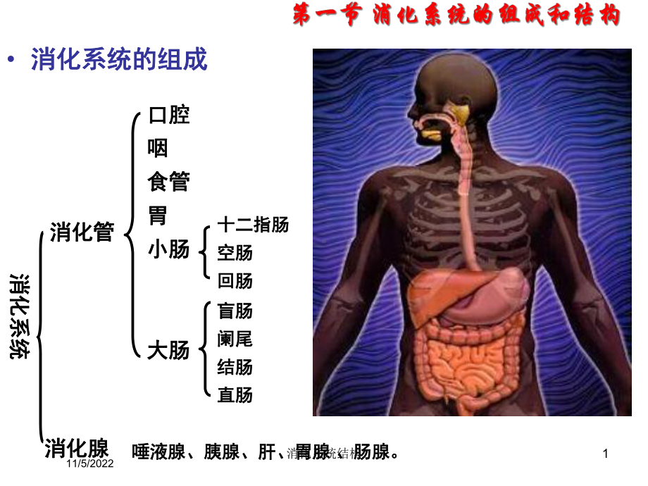 消化系统结构培训课件.ppt_第1页