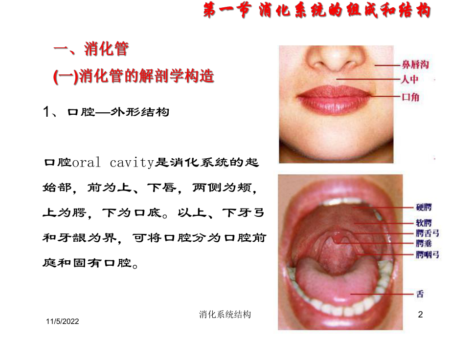 消化系统结构培训课件.ppt_第2页