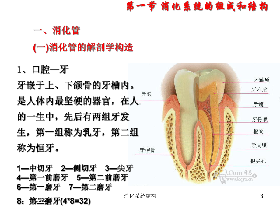 消化系统结构培训课件.ppt_第3页