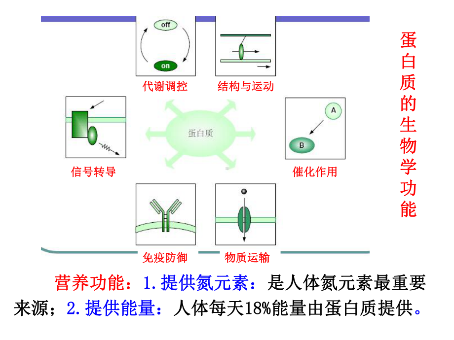 生化氨基酸代谢医学知识培训课件.ppt_第3页