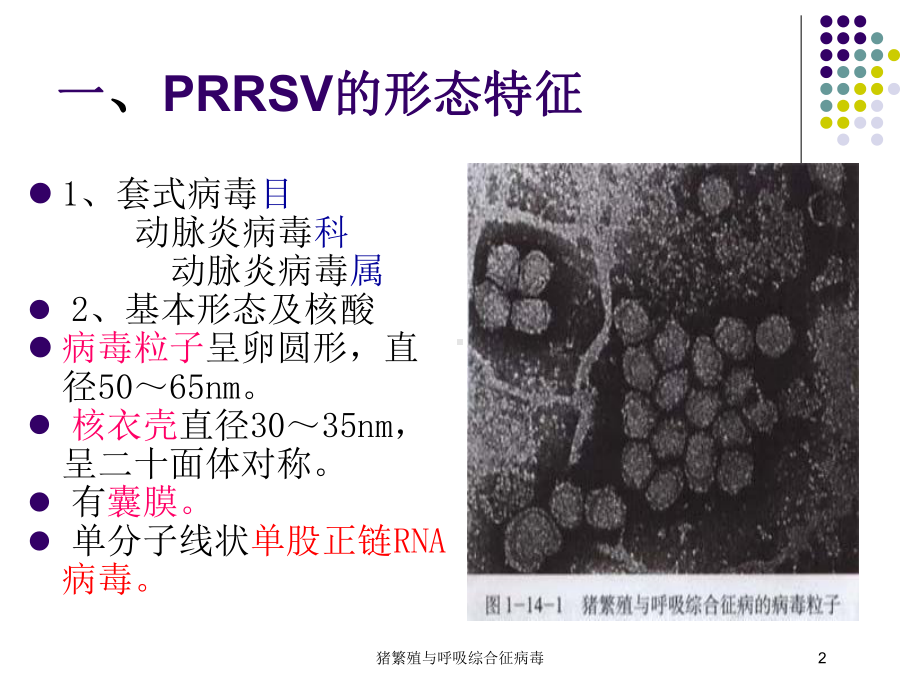 猪繁殖与呼吸综合征病毒培训课件.ppt_第2页