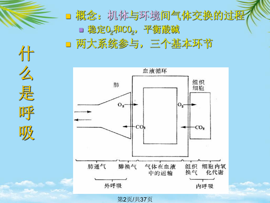 生理学呼吸生理全面版课件.pptx_第2页