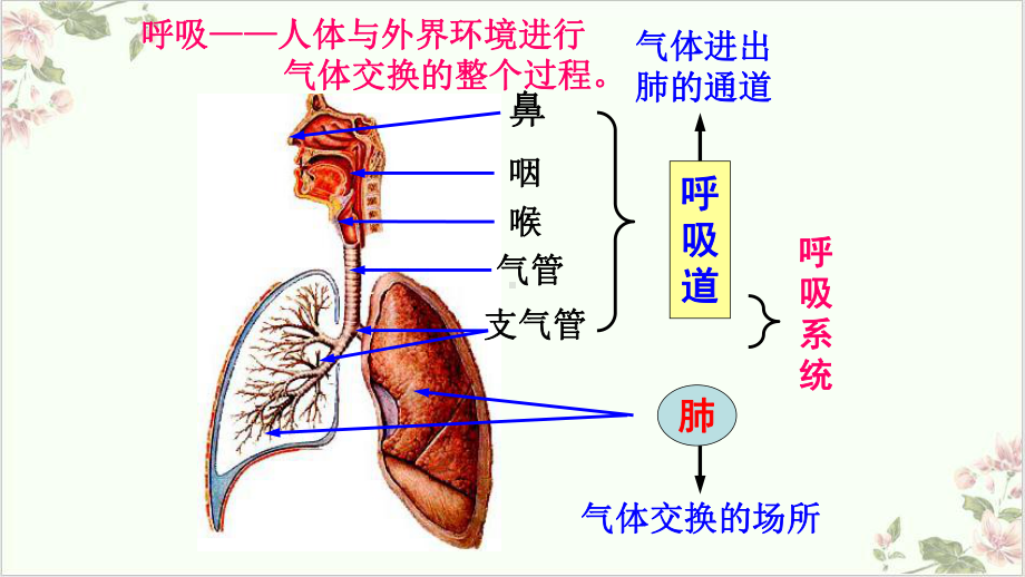 浙教版八级科学下册生物的呼吸和呼吸作用(第一课)课件.pptx_第3页