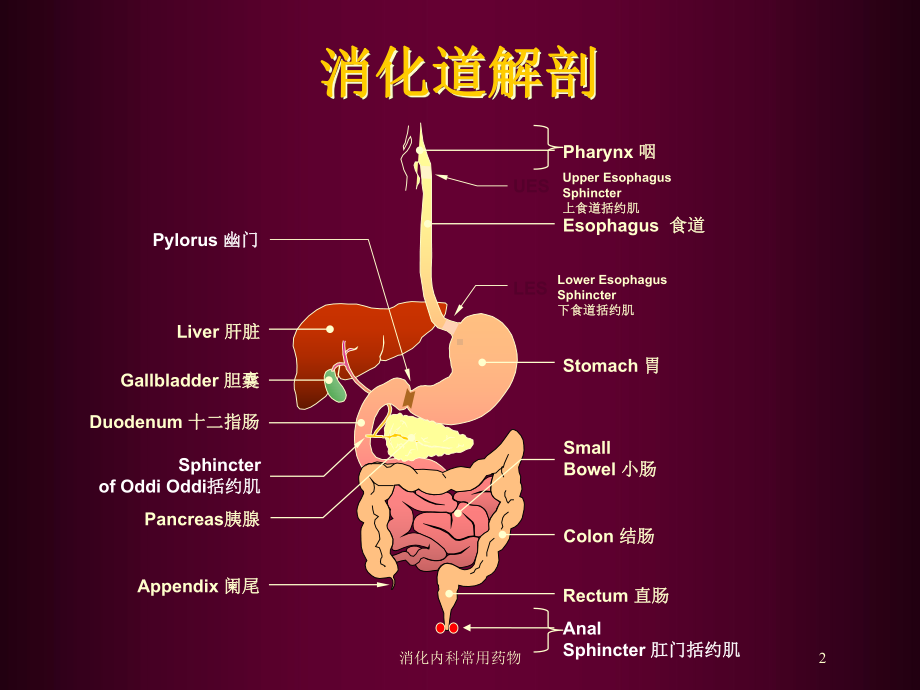 消化内科常用药物培训课件.ppt_第2页